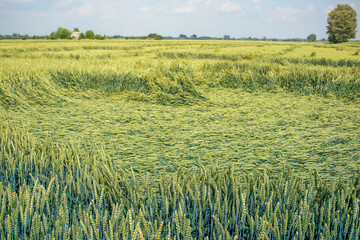 The wheat lies on the field after the storm.