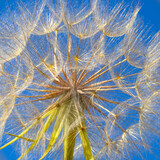 Fototapeta Dmuchawce - image of a beautiful dandelion flower against blue sky
