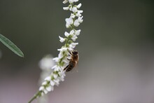 Selective Focus Shot Of A Bee Collecting Pollen On A White Flower