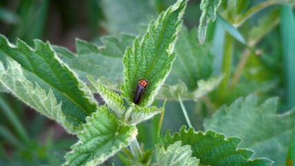 Sticker - Closeup shot of green nettle plant