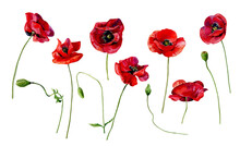 Watercolor Set Of Scarlet Poppies On A White Background