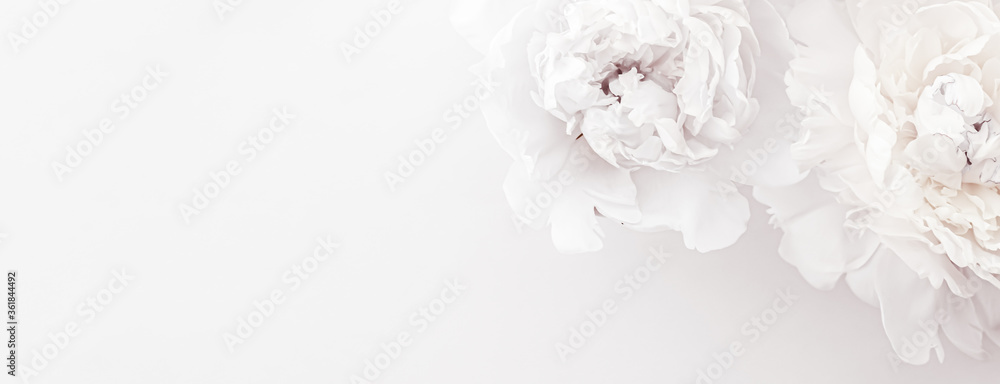 Pure white peony flowers as floral art background, wedding decor and luxury branding design - obrazy, fototapety, plakaty 
