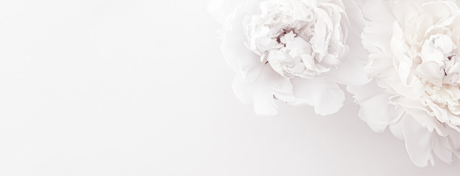 pure white peony flowers as floral art background, wedding decor and luxury branding design