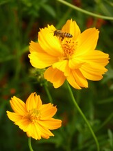 Vertical Shot Of A Bee On Blooming Yellow Cosmos Flowers In The Field At Daytime
