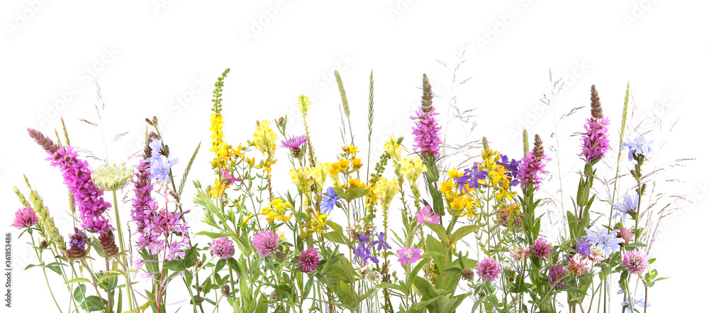 Flowering wild grass and herbs isolated on white background. Border of meadow flowers wildflowers and plants.. - obrazy, fototapety, plakaty 
