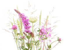 Flowering Wild Grass And Herbs Isolated On White Background. Meadow Flowers Wildflowers And Plants..