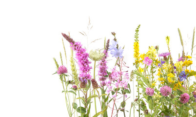 Wall Mural - flowering wild grass and herbs isolated on white background. border of meadow flowers wildflowers an