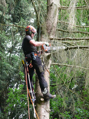 rope-assisted tree climbing technique, man at work