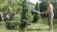 A Bald Man In Shorts Is Watering A Garden From A Hose. German Shepherd Plays With The Owner With Water From A Hose, Age 4 Months, Puppy At The Cottage In The Garden
