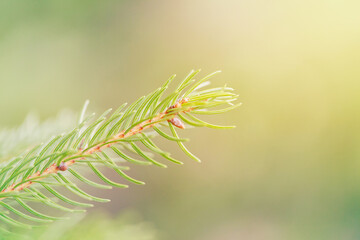 Wall Mural - Beautiful natural spring tree background. Light green pine tree branches with small buds of brown pine cones. Pale light faded pastel tones. Seasonal forest nature backdrop or wallpaper.