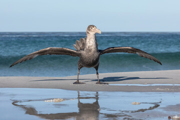 Southern Giant Petrel mantling