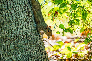 Wall Mural - squirrel on tree