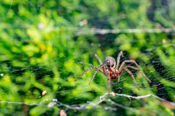 Sticker - Closeup shot of a grass spider on a spider web