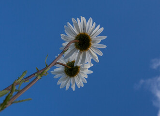 Daisies shot from a low point against the sky. There is free space for text.