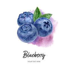 Wall Mural - Blueberry composition with color stain watercolor hand drawn illustration on white background.