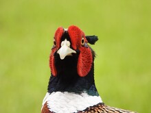 .Ring-necked Pheasant Closeup Portrait......