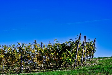 Piedmontese Langhe landscapes in Italy: the vineyards that produce the best wine in the world