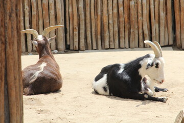 Two sleeping goats.