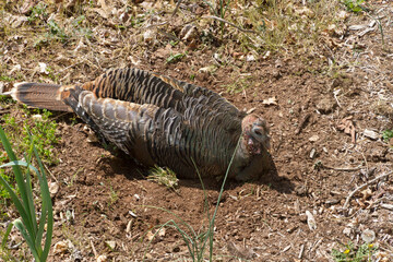 Wild Turkey Rests in the Dirt Depression It Made While Taking a Dirt Bath