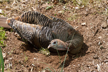 Curious Wild Turkey Rests After Taking a Dust Bath