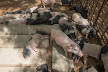 Wall Mural - pig in the cage, animal farm
