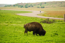 Buffalo Grazing In The Field