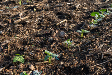 Cucumber planted in long rows