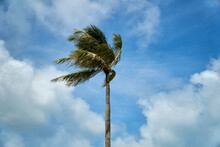 Palm Trees Blowing By The Strong Winds