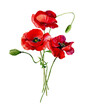 Watercolor bouquet of three scarlet poppies