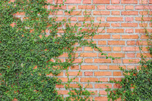 The Green Creeper Plant On The Brick Wall Background