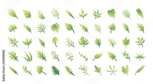 Fotografía bundle of leafs plants set icons
