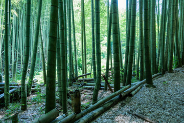  A landscape deep in a Japanese bamboo forest in the middle of summer