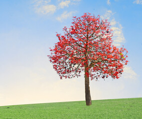 Tree on meadow and sky