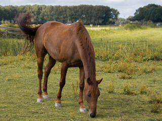 horse in field