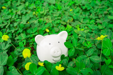 piggy bank in green grass background, saving money in an investment concept.