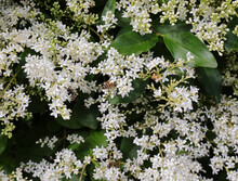 Small White Flowers Called Privet Or Ligustro