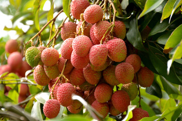 th red ripe lychee with green leaves 