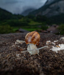 Wall Mural - Snail Schnecke Macro Makro with mountains background Berge im Hintergrund 