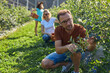 © astrosystem - Modern family picking blueberries on a organic farm - family business concept.