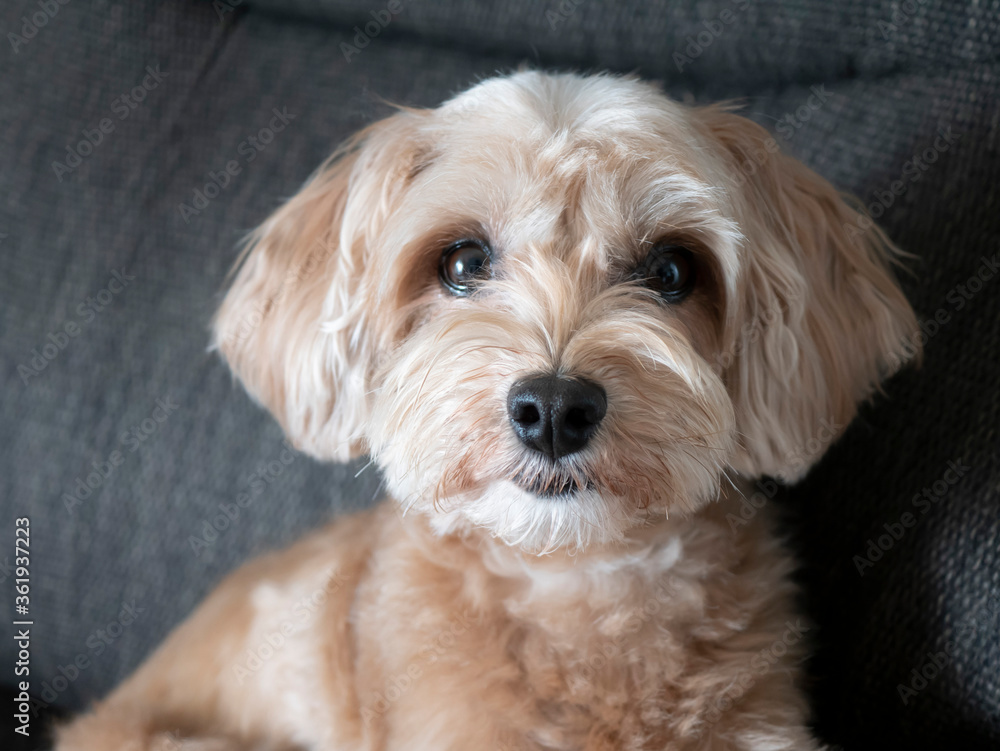 ソファーからじっと見つめるかわいいアプリコットの小型犬 マルプー Perros Catalogo