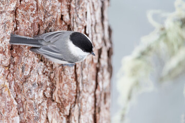 Wall Mural - The Marsh tit perched on tree trunk (Poecile palustris)