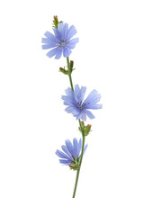 Chicory Flower On The White