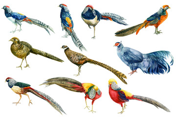 Wall Mural - pheasants, watercolor drawings on a white background, hand drawing, colorful birds