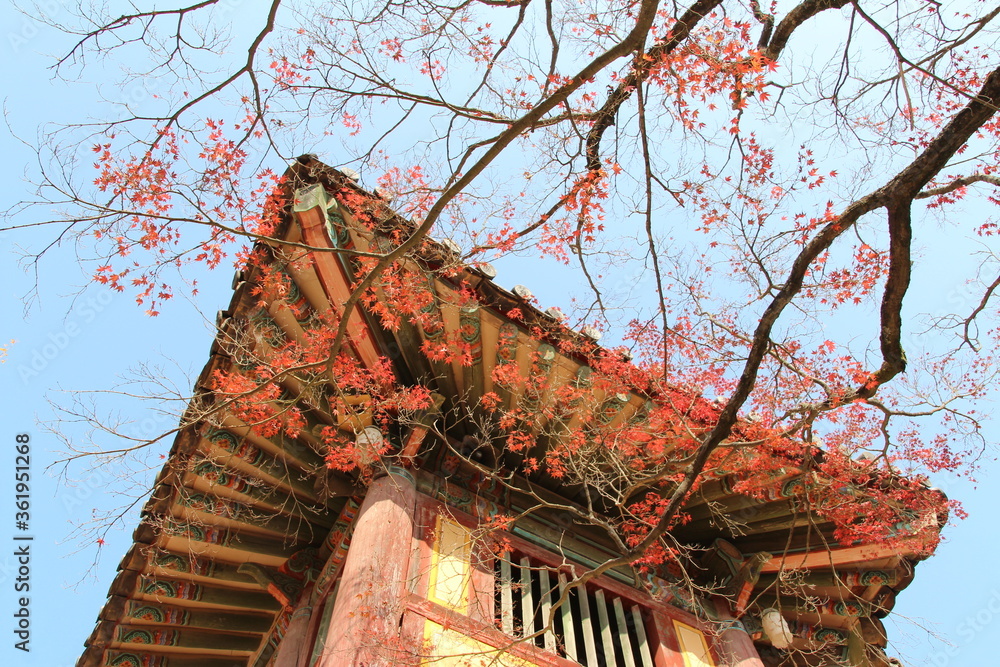 Autumn red maples with the korean traditional roof at Bulguksa Temple ...