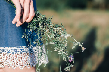 Wall Mural - Wildflowers in the hands of a woman. A young girl in a blue dress holds a bouquet of wildflowers in her hands. The sun shines on a bouquet of flowers.