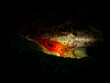 Electric Clam or Ctenoides ales in a lit-up cave with a black background. Photo from a Puerto Galera tropical coral reef, Philippines. Electric flame scallop, disco scallop, and disco clam