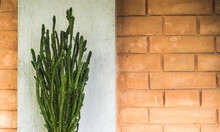 Tall Thin Skinny Straight Indoors And Outdoors Cactus Against The Grey Wall And Red Bricks, Closeup View On A Home Cactus Plant Decor At The Terrace Of The House, Gardening Ideas