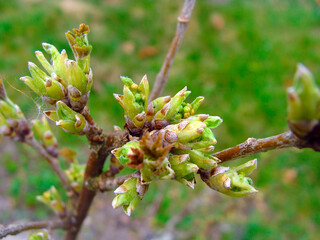 Currant sprouts 2