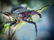 Hirschkäfer Stag Beetle insekt Makroaufnahme