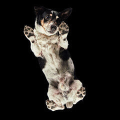 Floating shot of a Jack Russell Terrier